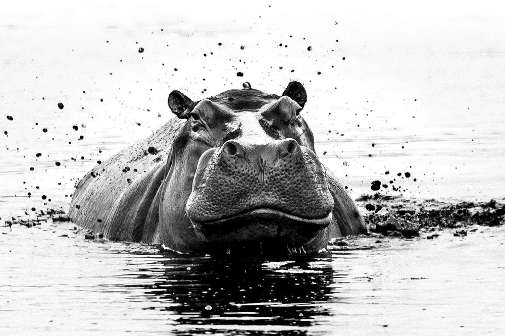 Photograph by ines godinez