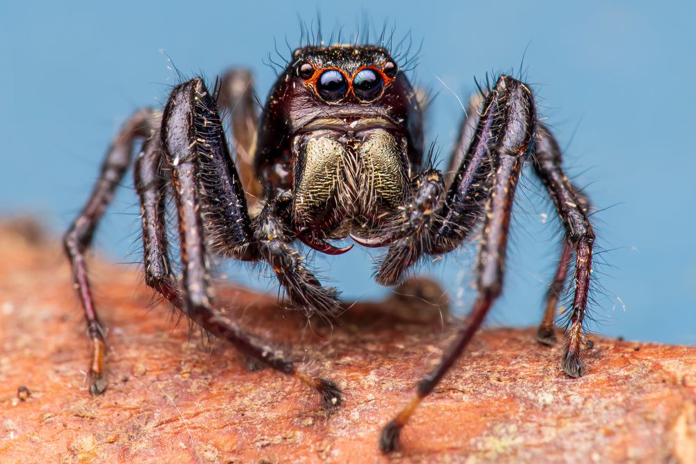 Photograph by Thiago Antunes