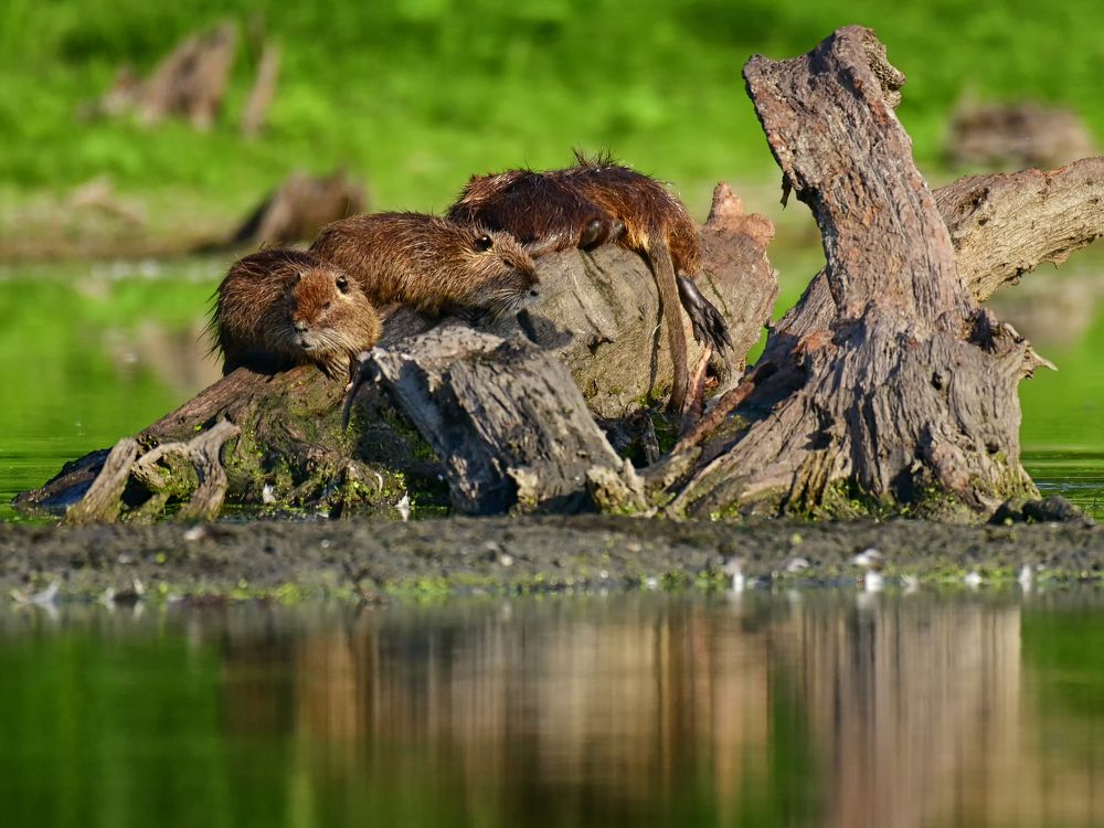 Sleeping in the swamp.