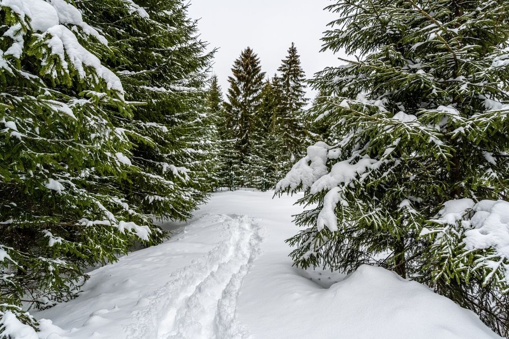 Ёлкино. Ленинградская область