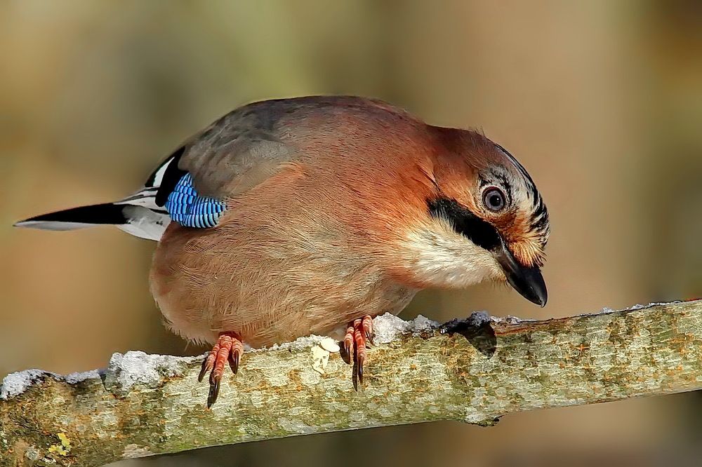 Photograph by Игорь Чеботарёв