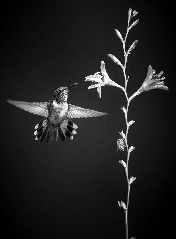 Photograph by Ricardo Ferreira