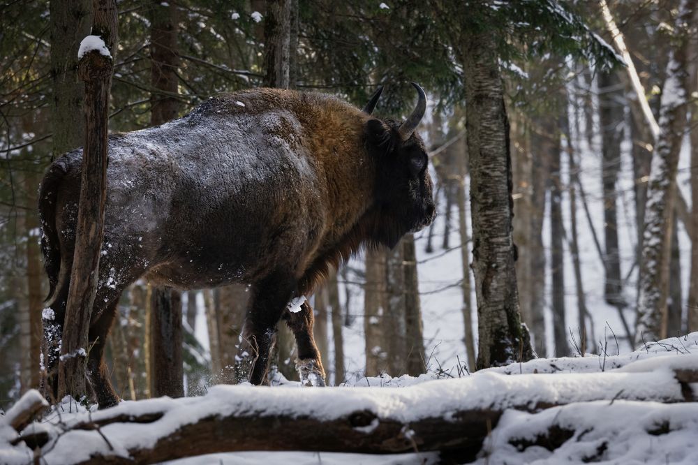 Photograph by Галина Павлова