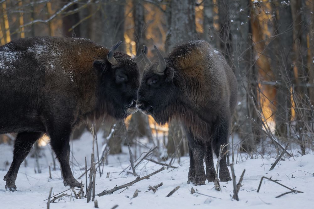 Photograph by Галина Павлова