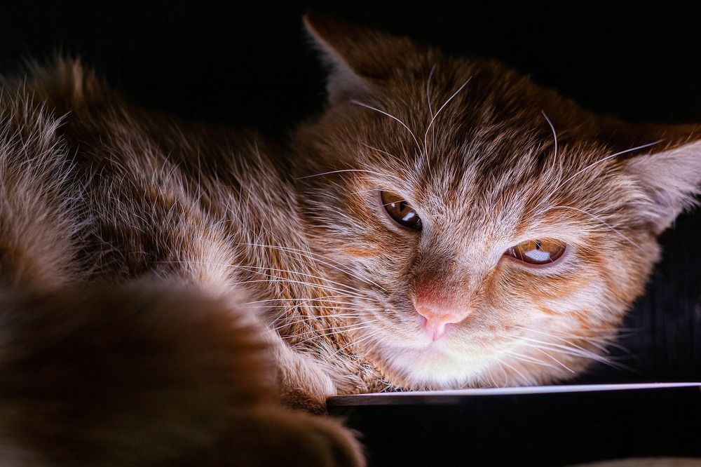 Photograph by Алексей Чеботарев