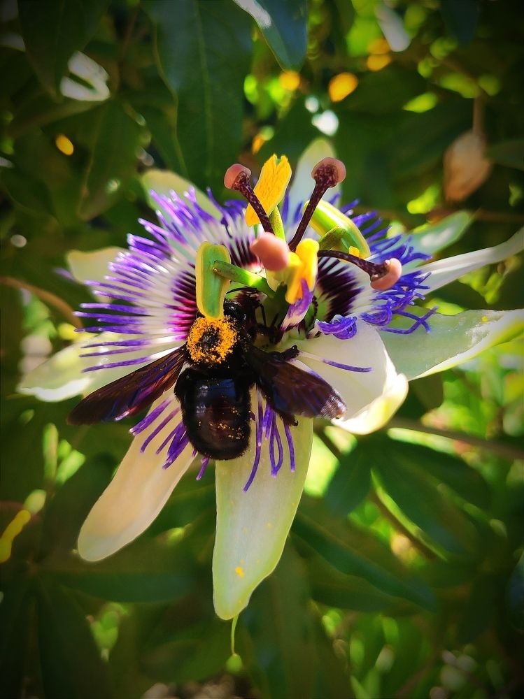 Пассифлора