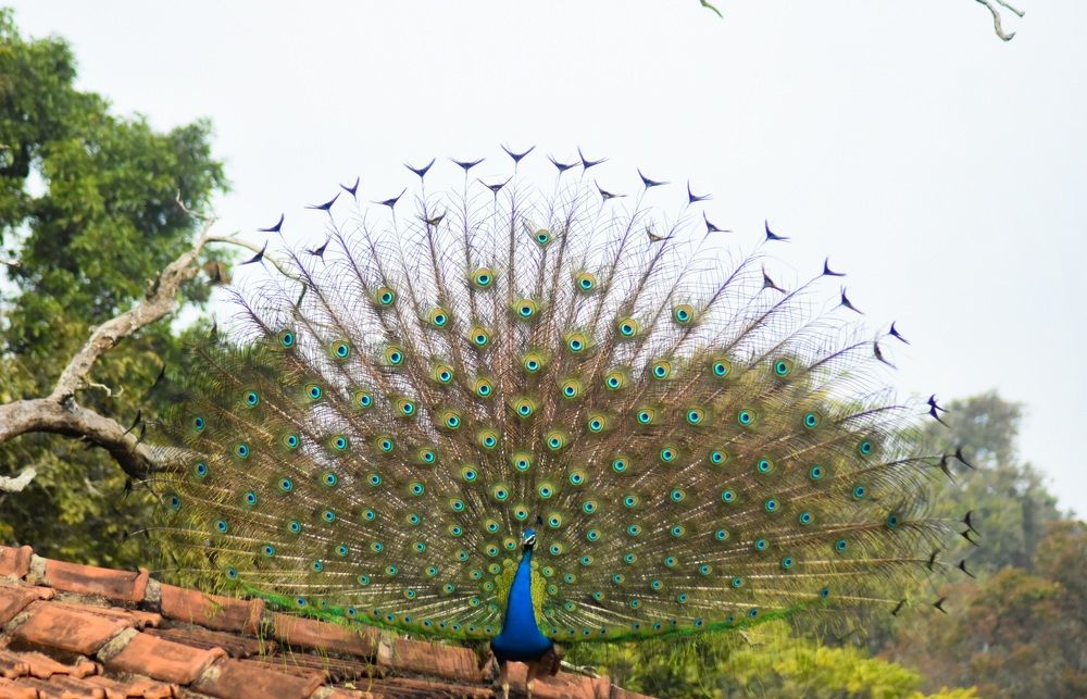 Photograph by Mathew Nishanth A