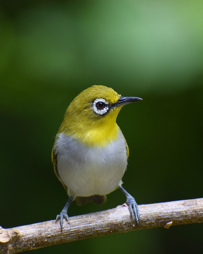 Photograph by Suresh Kumar