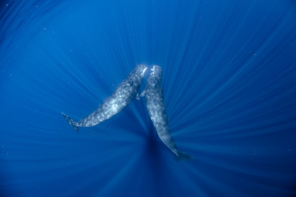 Sperm whale
