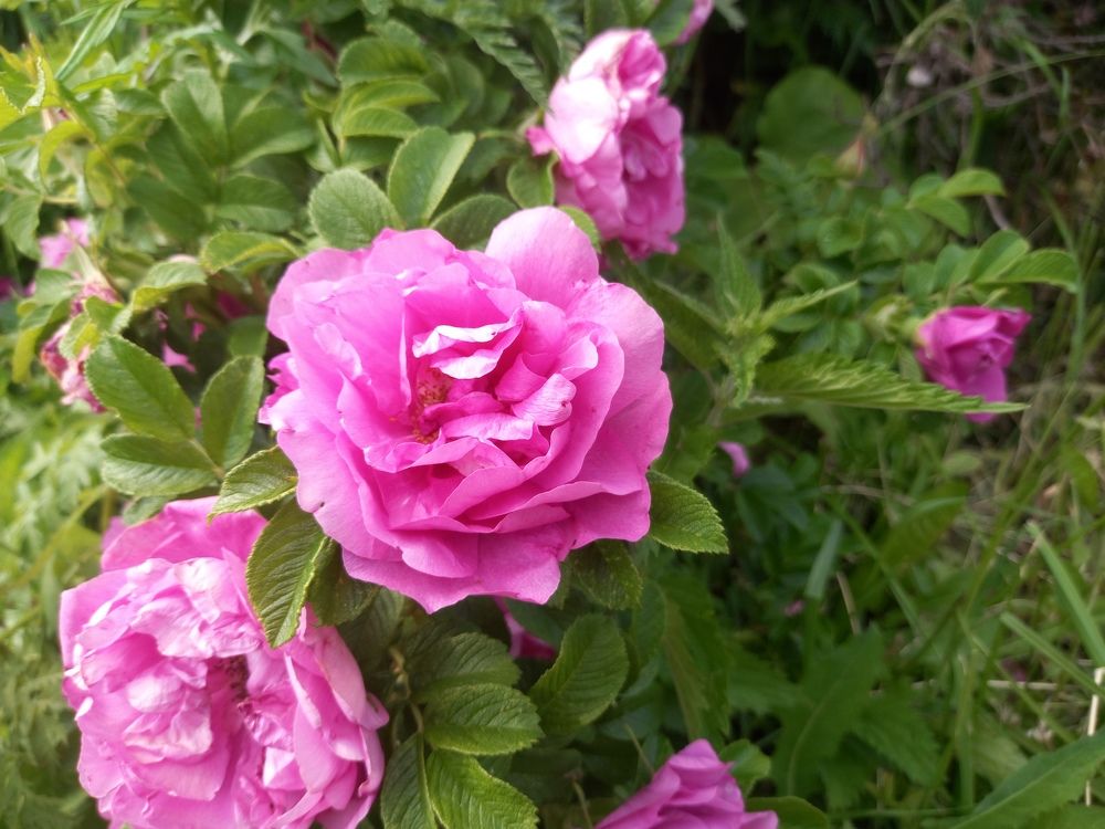 Photograph by Наталья Сергеевна Крылова