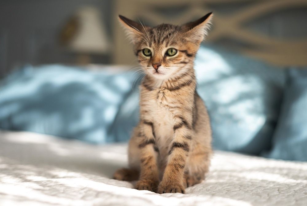 Photograph by Karen Khachaturyants