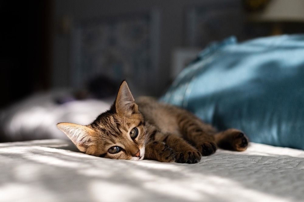 Photograph by Karen Khachaturyants