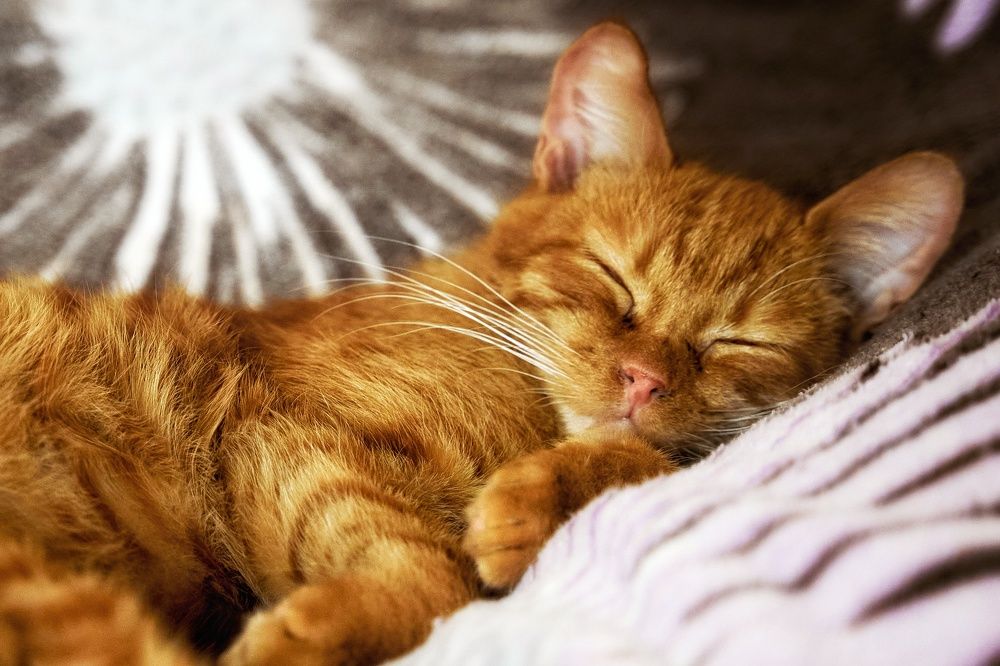 Photograph by Света Богоявленская