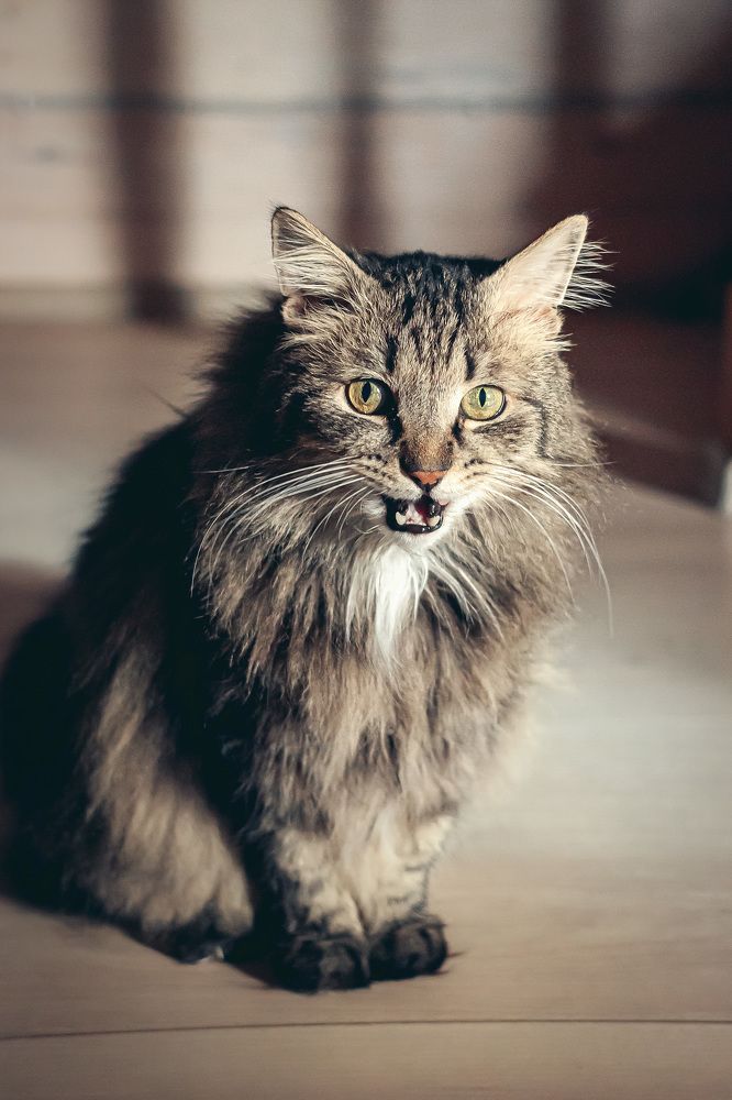 Я сказал Мяу!