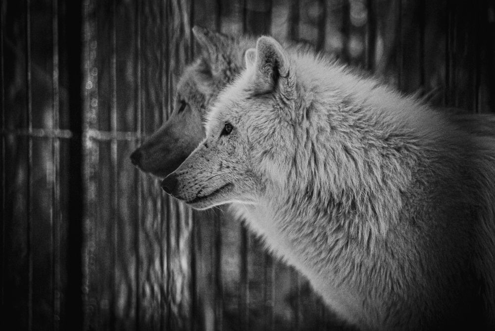 Photograph by Елена Берсенёва