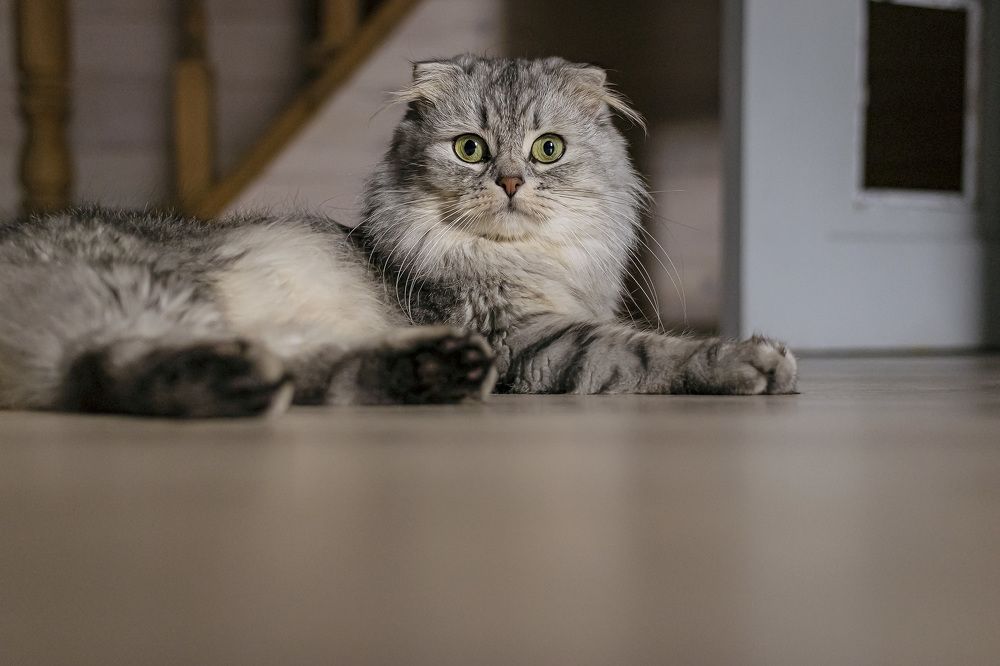 Портрет кошечки Даши