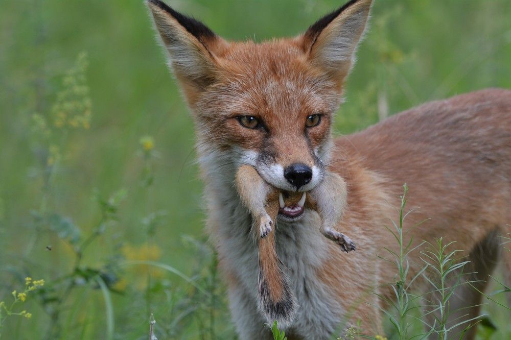 Photograph by Анатолий Каминский