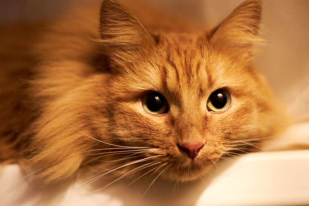 Photograph by Игорь Федянин