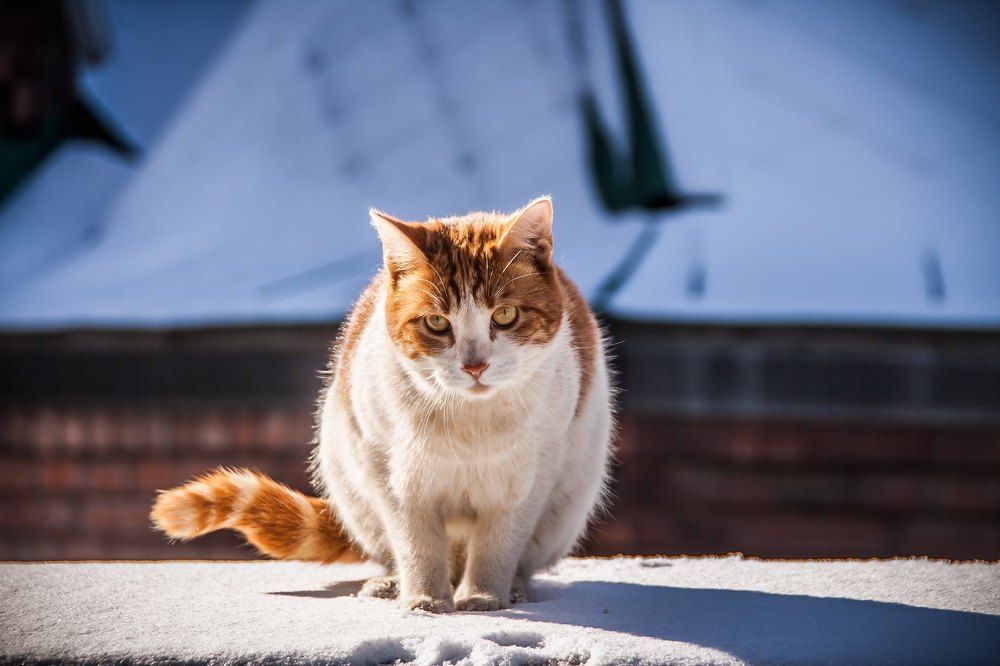 Photograph by Андрей Михайлов