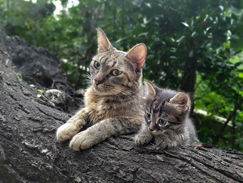 Фотография автора Milena Ivanova