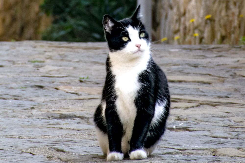 Photograph by SIMONE CIULLI