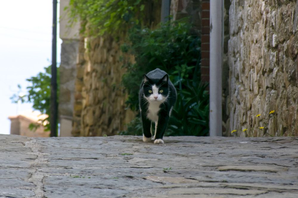 Photograph by SIMONE CIULLI