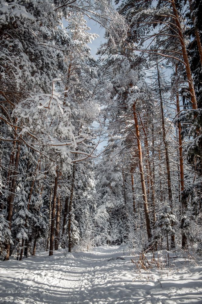 Фотография автора Julia Shepeleva