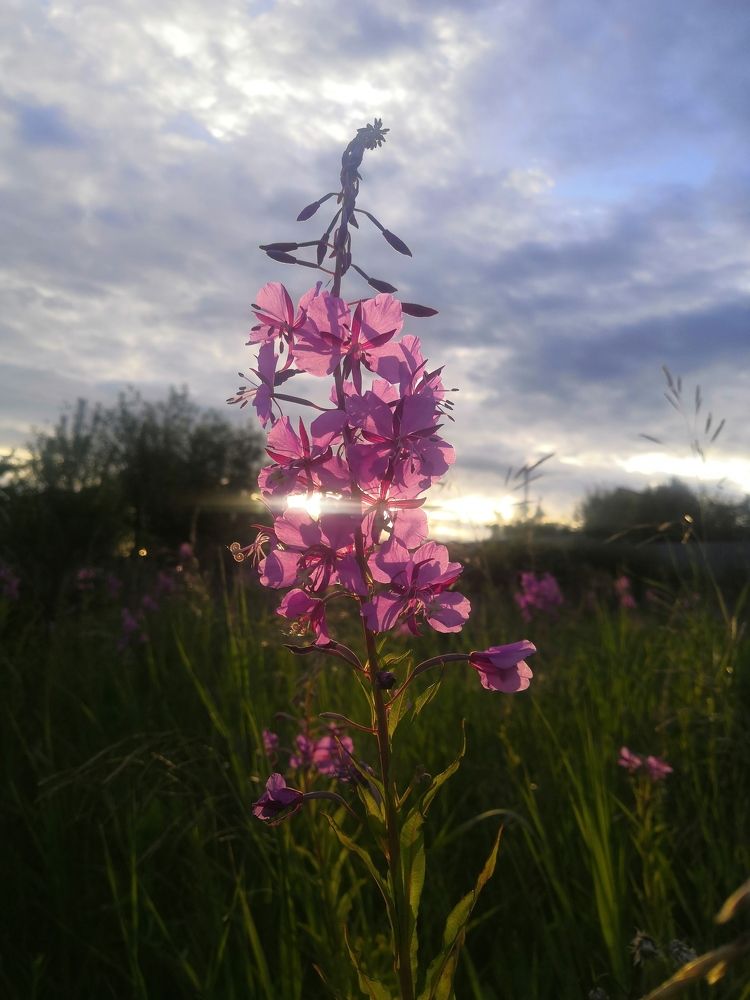 Photograph by Алена Печерица