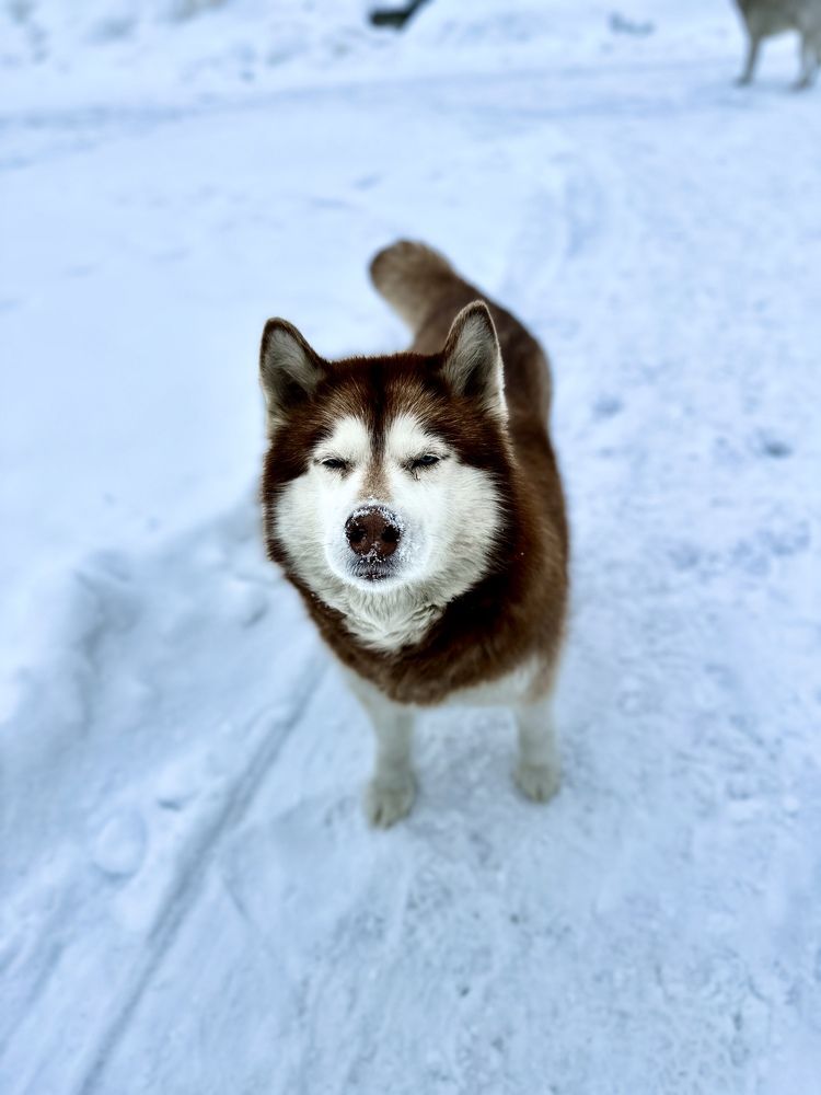 Photograph by Григорий Лыжин