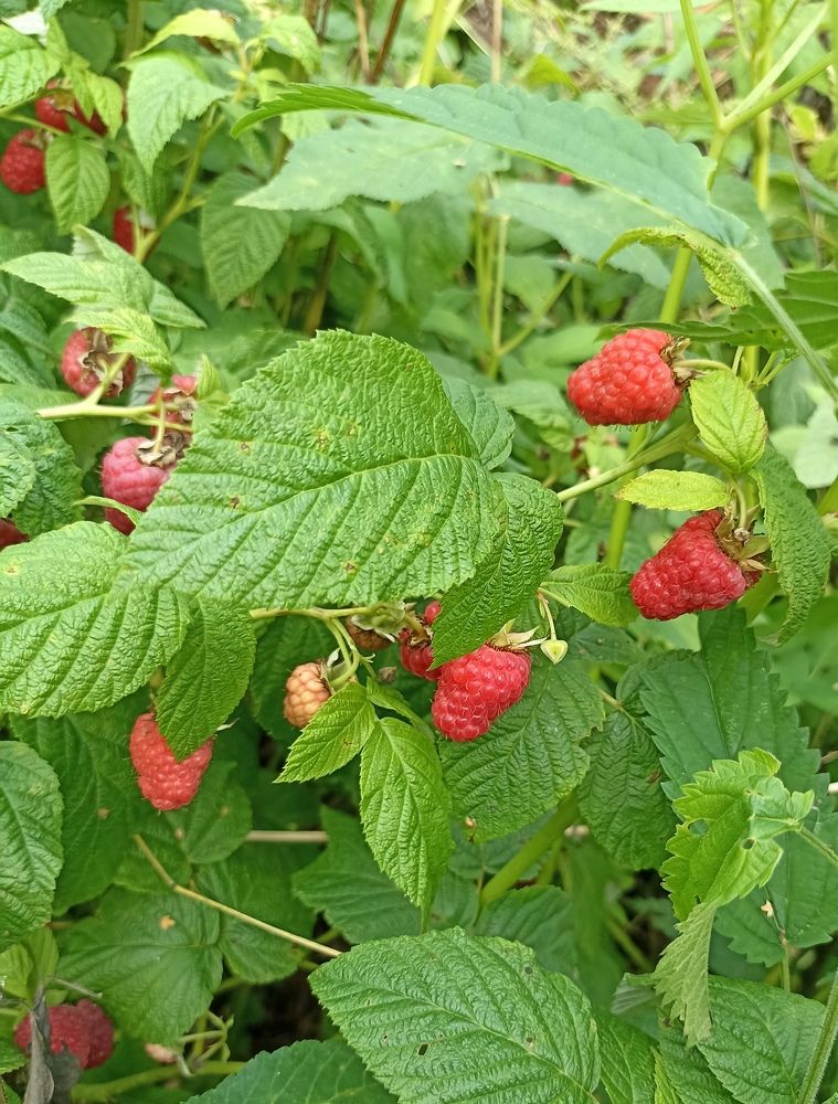 Photograph by Татьяна Смирнова