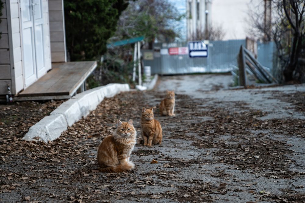 Photograph by Tateshi