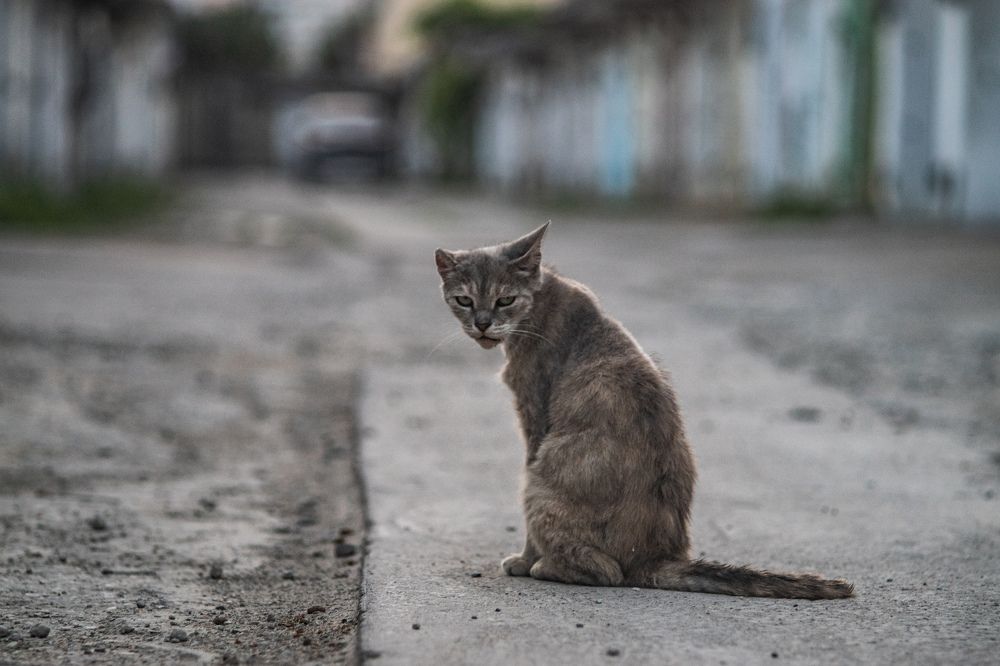 Photograph by Tateshi