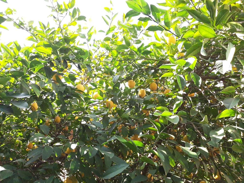 Photograph by Osama Atef Khaleel