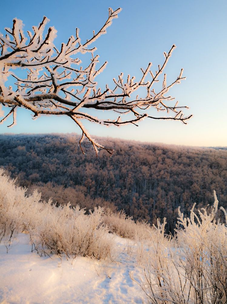 Снежный перламутр.