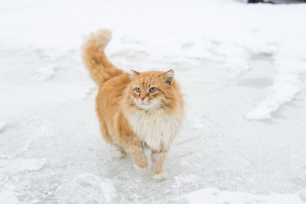 Photograph by Виктория Камышникова