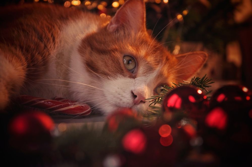 Photograph by Никита Брутман Broutman