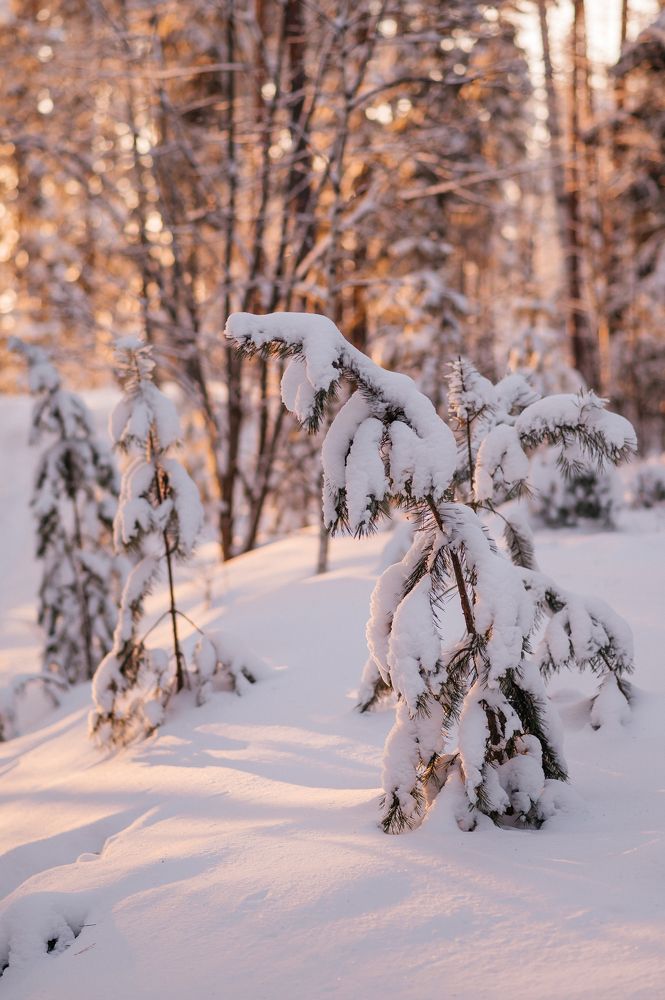 Photograph by Лариса Метелева