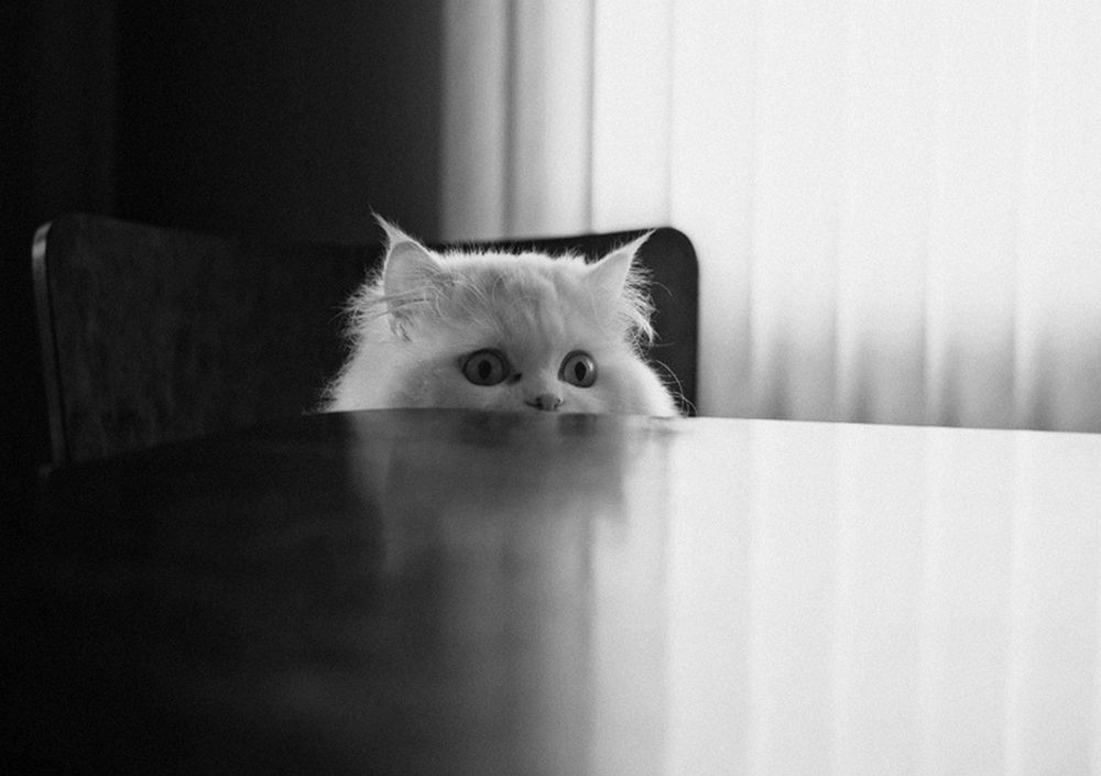 Фотография автора Герчев Николай