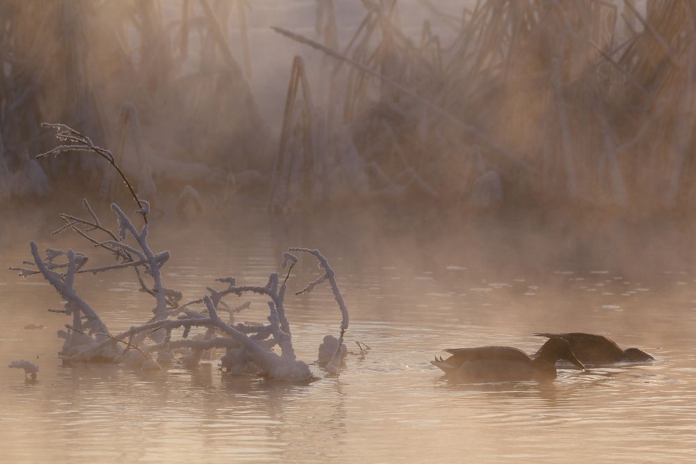 Photograph by Вячеслав Орос