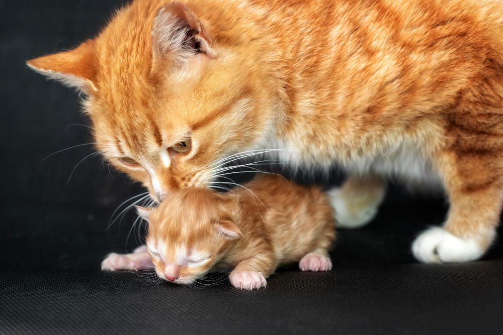 Photograph by Анастасия Думинская