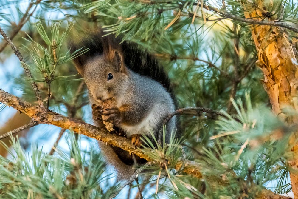 Photograph by Игорь Боголюбов