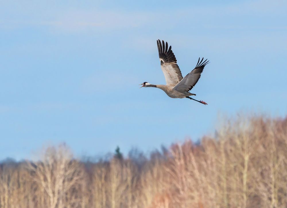 Вернулся я на родину.