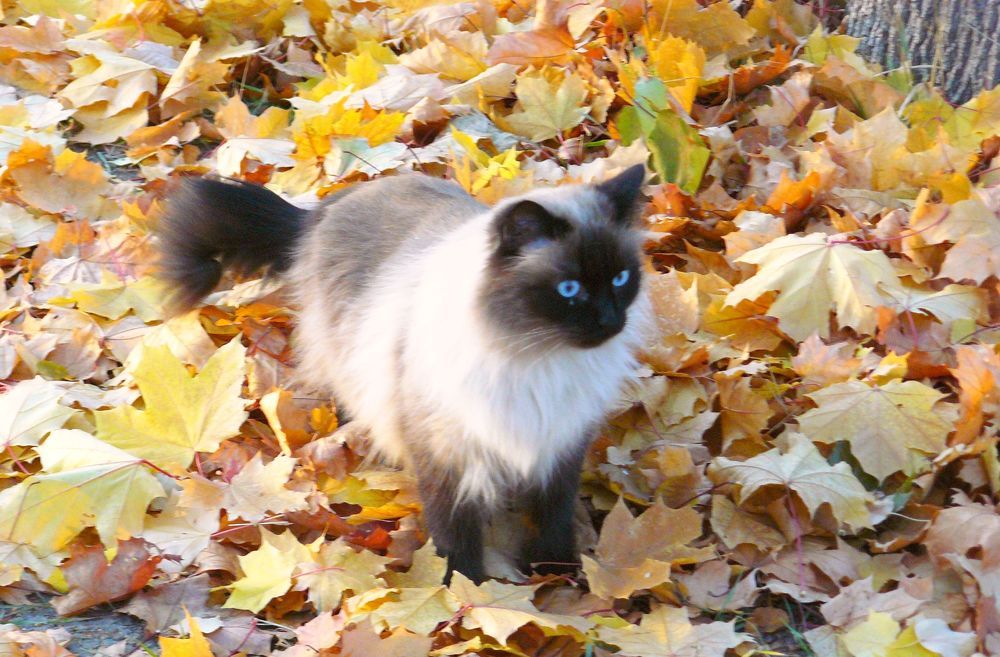 Photograph by леонид натапов