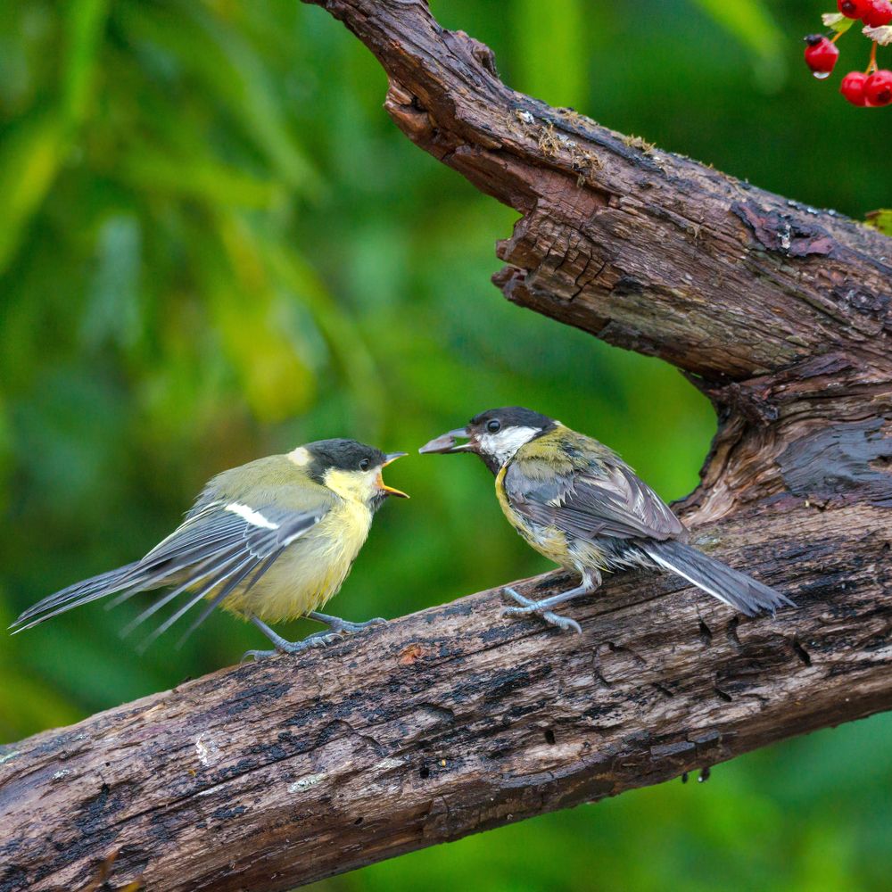 Ненасытное дитя