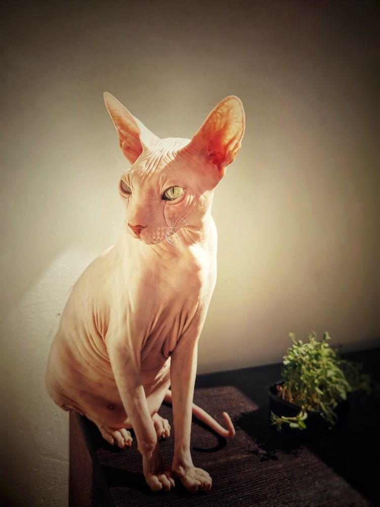 Солнечный кот