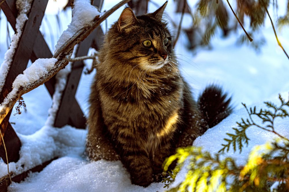 Photograph by Елена Овчинникова