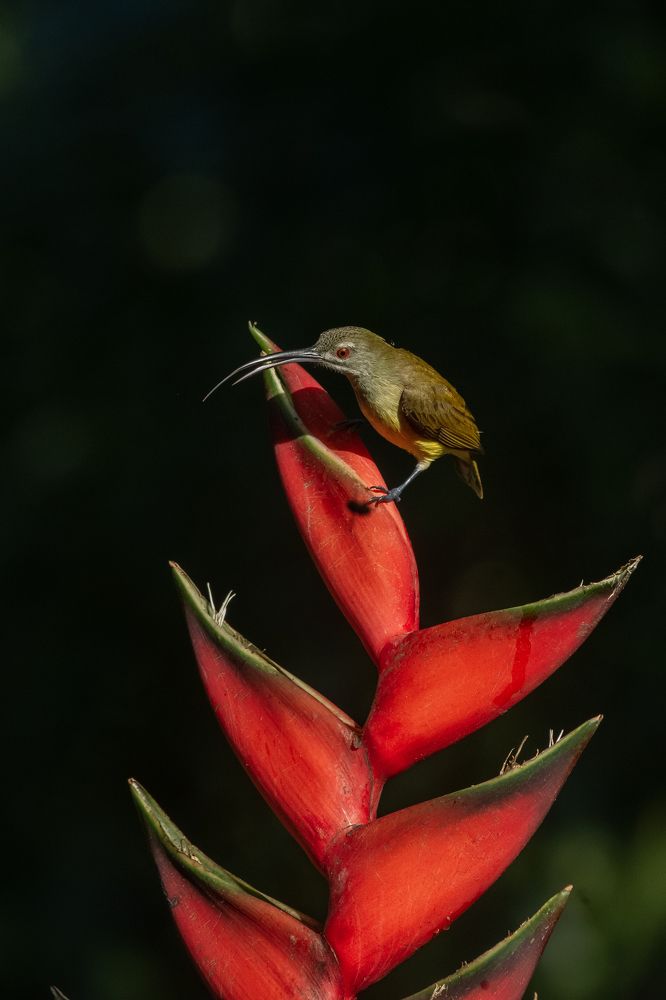 Photograph by Sanjoy Adak