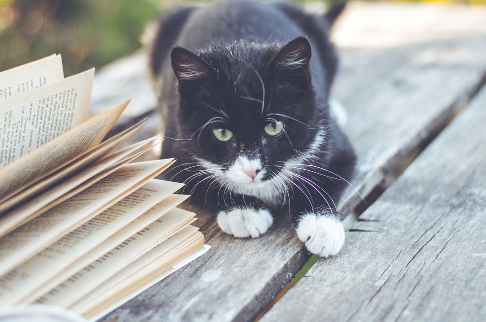 Photograph by Мария Купревич