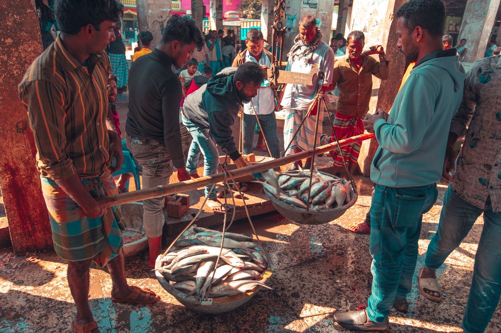 Hilsa for food and livelihood