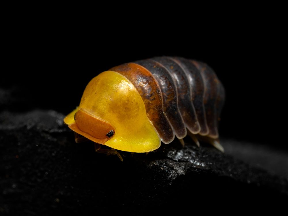 Photograph by Kevin Blackwell